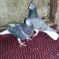 پرنده|پرنده|خاش, |دیوار