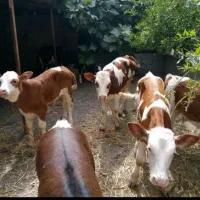 سیمینتال هلشتاین درجه یک|حیوانات مزرعه|بندر ترکمن, |دیوار