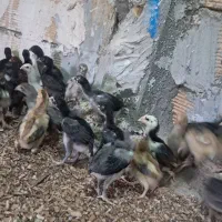 جوجه لاری(اوشامو افغان)|حیوانات مزرعه|طرقبه, |دیوار