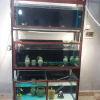 اکواریوم وکلی وسایل|ماهی|ماهدشت, |دیوار