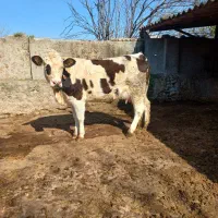 گاو تلیسه سیمینتال با گوساله