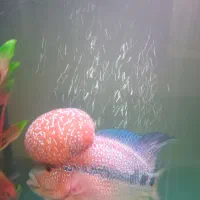 ماهی فلاور|ماهی|تهران, جوادیه|دیوار