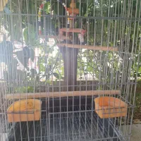 قفس کاسکو