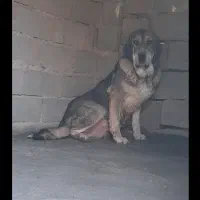 واگذاری سگ ماده پژدر کردی ماده گاور