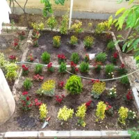 خدمات باغبانی سمپاشی هرس کاری