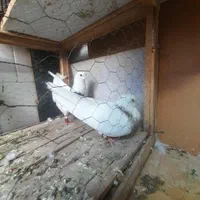 کوترعشق باز|پرنده|کرمانشاه, |دیوار