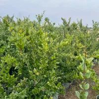 یاس هلندی|خدمات باغبانی و درختکاری|تنکابن, |دیوار