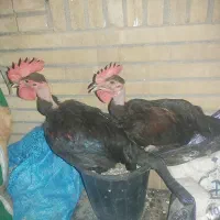 دوعدد خروس زرنگ و سرحال