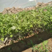 نشا گوجه فرنگی