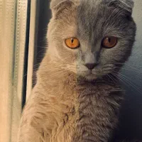 گربه اسکاتیش