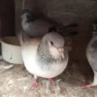 کبوتر|پرنده|قزوین, |دیوار