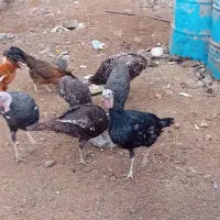 بوقلمون|حیوانات مزرعه|نیمروز, |دیوار