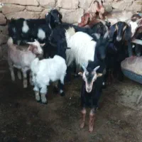 بز زاییده|حیوانات مزرعه|بهبهان, |دیوار