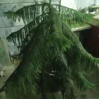 گل کاجی زینی