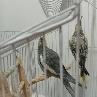 دو عدد عروس هلندی نر وماده اماده تخم گذاری باقفس|پرنده|دزفول, |دیوار