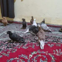 کفتر برا پرودن|پرنده|خرمشهر, |دیوار