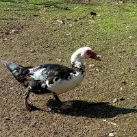 اردک اسرائیلی