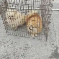 پامر خرسی عروسکی|سگ|بندرعباس, |دیوار