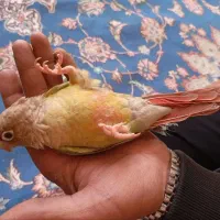 گیرنجیک نر خیلی دستی سخنگو