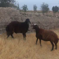 قوچ افشار
