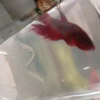 ماهی فایتر|ماهی|ارومیه, |دیوار