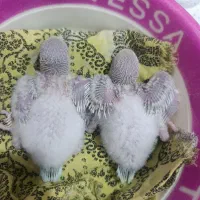 راهب سرلاکی