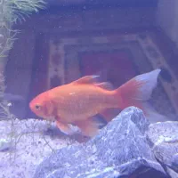 ماهی قرمز|ماهی|کرمان, |دیوار