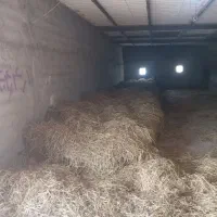 کاه یونجه|لوازم جانبی حیوانات|چناران, |دیوار