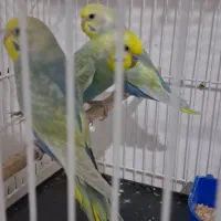 مرغ عشق خاص رینبو خاص رنگین کمانی|پرنده|تهران, سجاد|دیوار