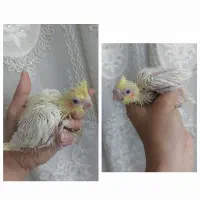 جوجه عروس لوتینو چشم شرابی