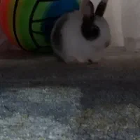 خرگوش مینیاتوری|موش و خرگوش|کرمانشاه, |دیوار