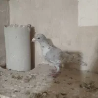 کبوتر صید|پرنده|تربت‌حیدریه, مسجد جامع|دیوار