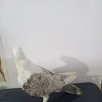 کفتر|پرنده|مشهد, امیرآباد|دیوار