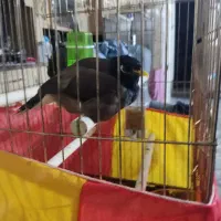 مینا سخنگو بالای 30 کلمه و جمله گو|پرنده|قم, باسکول|دیوار