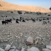 12عدد بز با 12 تا کهره|حیوانات مزرعه|باشت, |دیوار