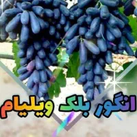نهالستان تاج|عمده‌فروشی|تبریز, |دیوار