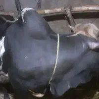 ورزا کوله محلی خوشگل و جوان
