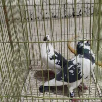 کبوتر پلاکی یک جفت پلنگی