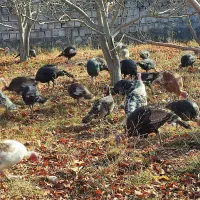 بوقلمون طبیعی