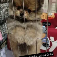 پامر رباهی اصیل شناسنامه داره ب فروش میرسه