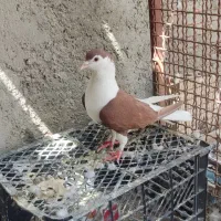 کبوتر رنگی پاک و خوشگل