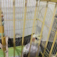 عروس هلندی ماده|پرنده|رباطکریم, مسکن مهر آبشناسان|دیوار