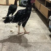 جوجه لاری
