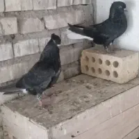 کبوتر پرنده|پرنده|حمیدیه, |دیوار