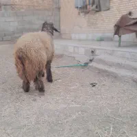 شیشک بختیاری و سه تا بره ماده|حیوانات مزرعه|شوشتر, |دیوار