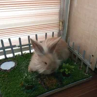 بچه خرگوش نژادجرسی|موش و خرگوش|همدان, |دیوار