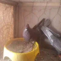 کفتر|پرنده|آباده, |دیوار