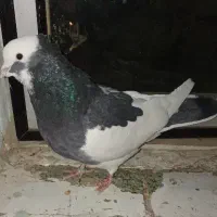 نرابلق سیاه تخته دم