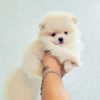 پامرانین خرسی عروسکی