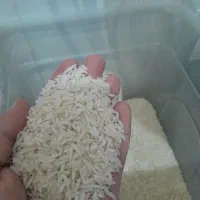 برنج طارم هاشمی امساله بابل